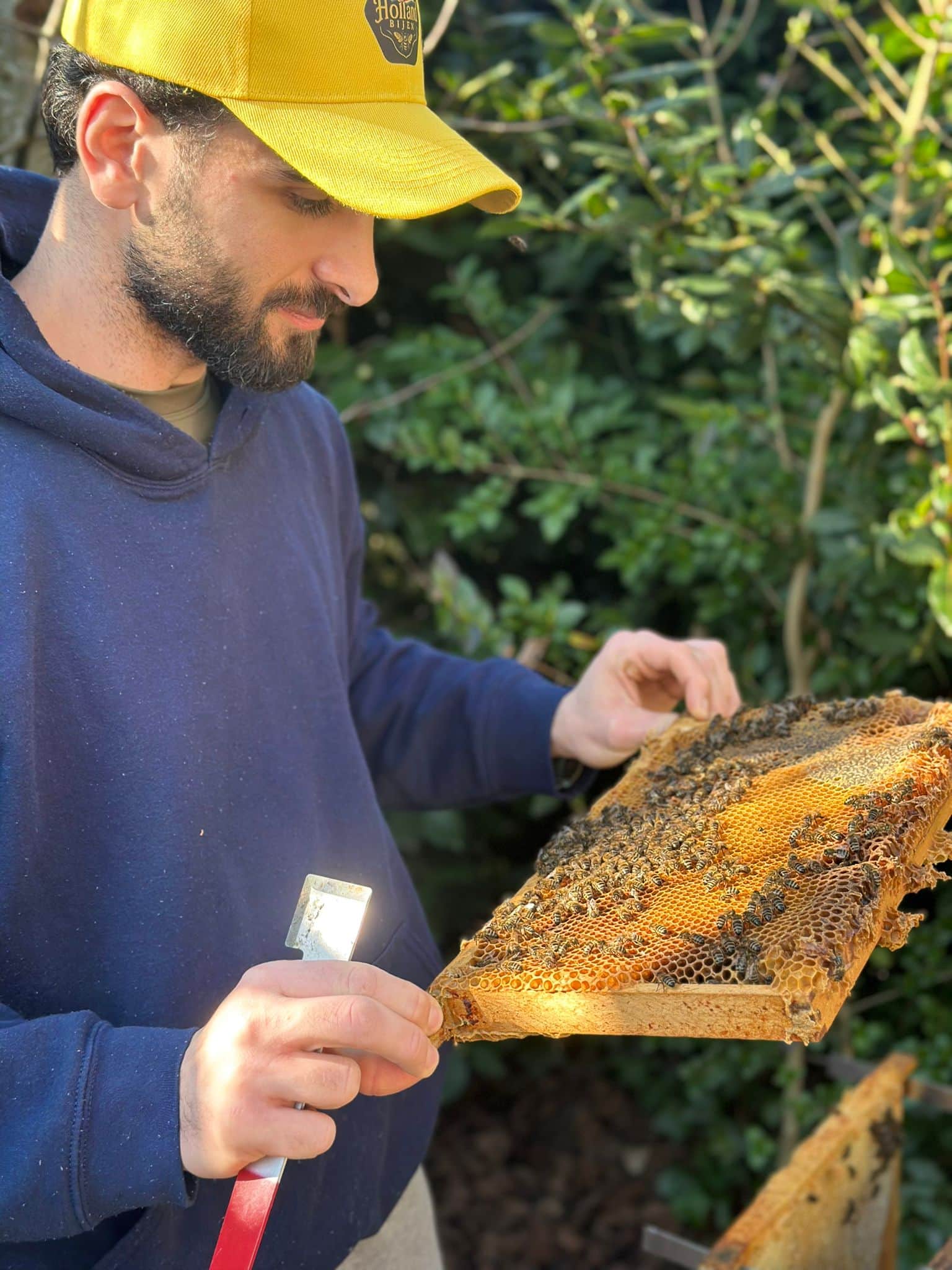 Majd inspecteert een raat met bijen
